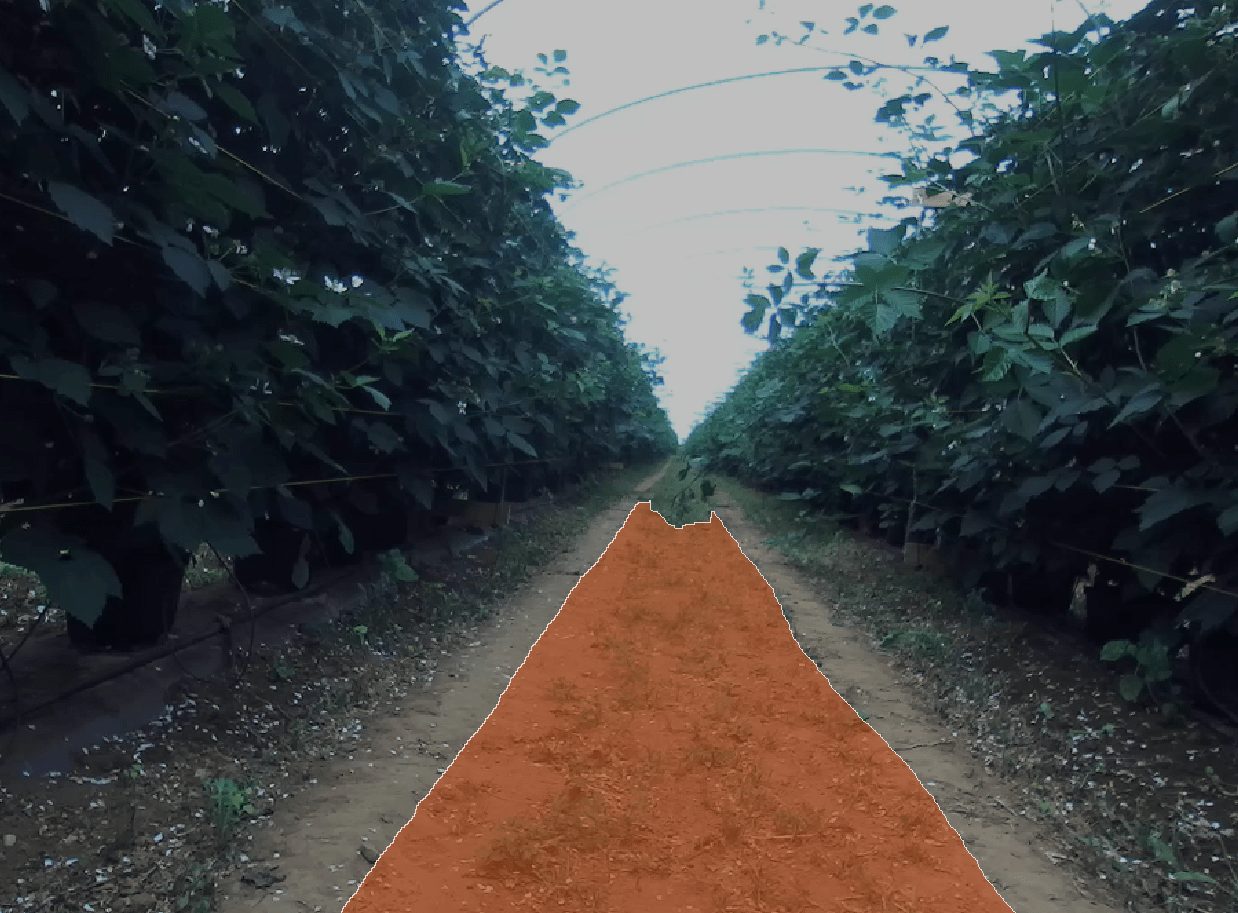 A dirt path with scattered potholes leading between tall, dense hedges in a farm or garden setting, extending into the distance on an overcast day.