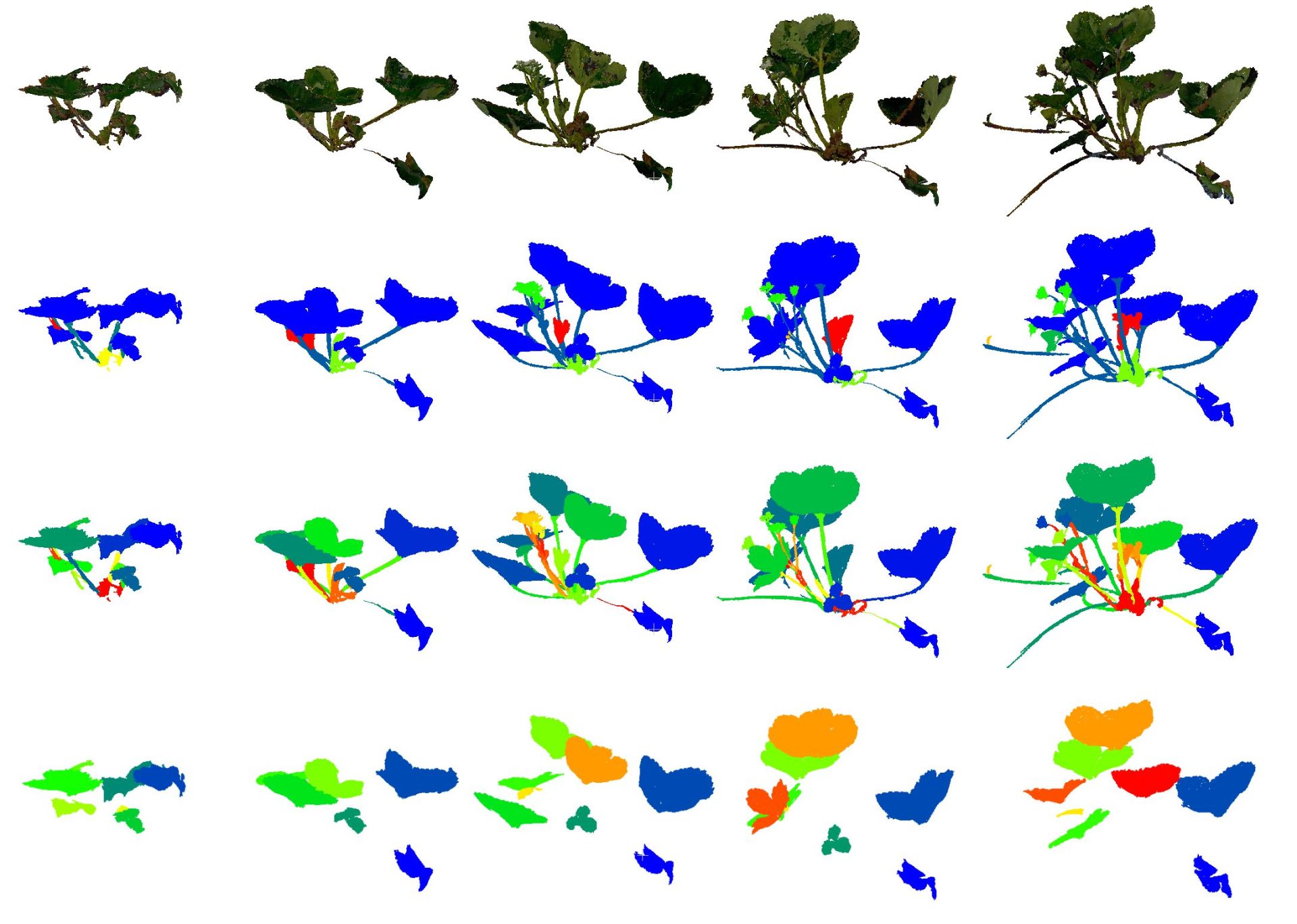 LAST-Straw data preview Illustration of plant leaves with color-coded diagrams showing different segmentation stages.