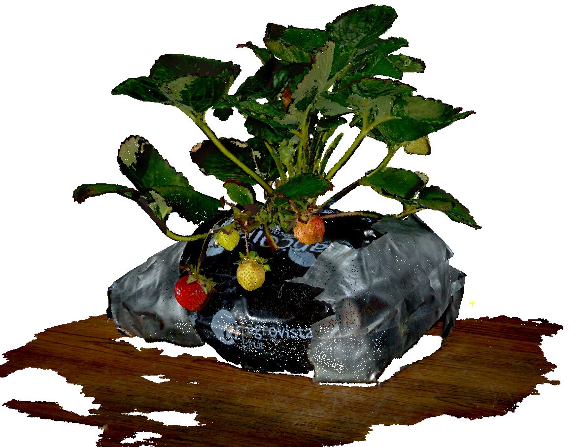 A point cloud of a strawberry plant, thriving in a small black container on a wooden table.